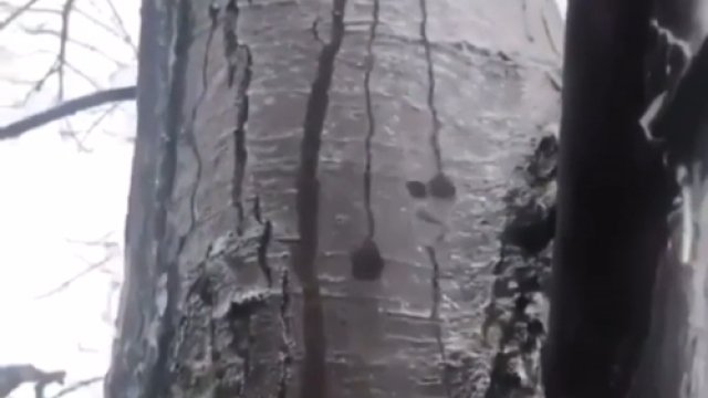 Drzewo pokryte lodem z wodą poruszającą się pomiędzy lodem a drzewem