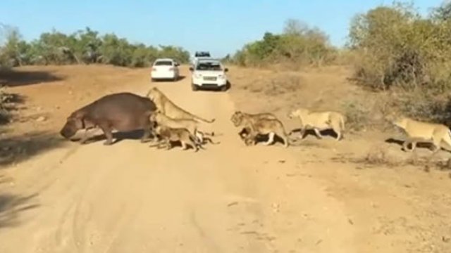 Hipopotam zupełnie się nie przejmuje że jest atakowany przez lwy