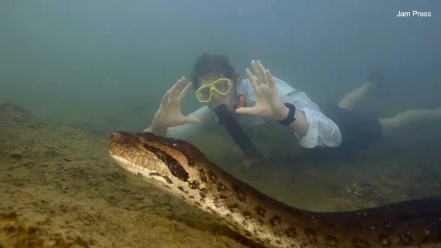8 m długości i 200 kg wagi. Monstrualny wąż odkryty w Amazonii [WIDEO]