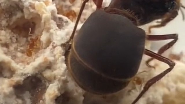 Ogromny rozmiar królowej w stosunku do innych mrówek