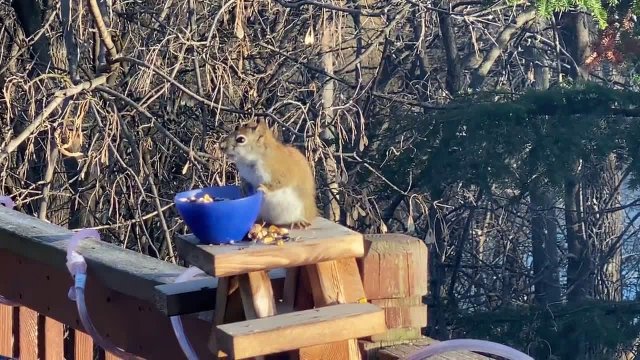 Wiewiórka zjadła sfermentowane gruszki