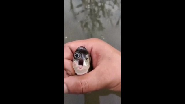 Ryba z jednym okiem