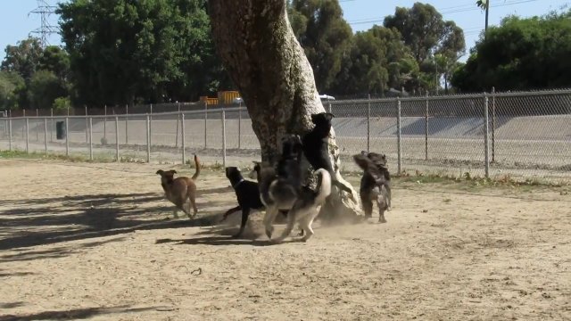 Wiewiórka w starciu ze zgrają psów [WIDEO]