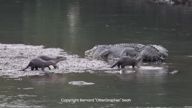 Krokodyl był nękany… przez wydry [WIDEO]