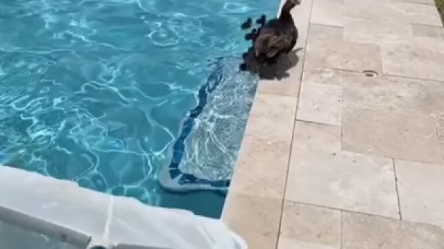Wyławianie małych kaczątek z basenu