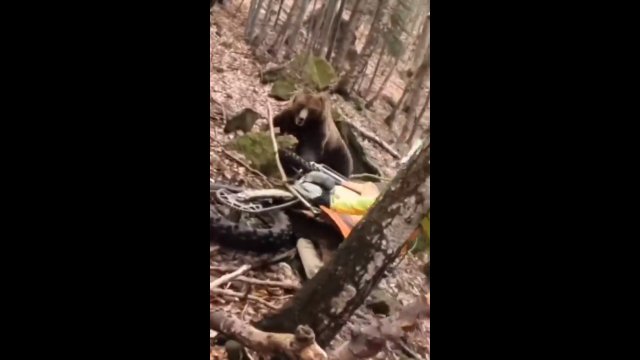 Wywrócił się na motorze i trafił na niedźwiedzia. Ryk silnika uratował mu życie [WIDEO]