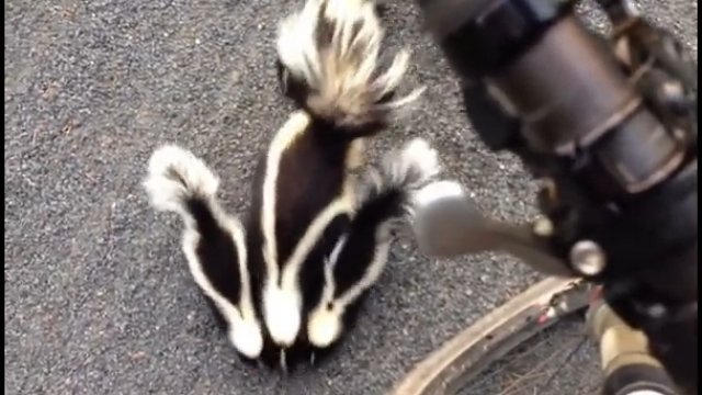 Przyjazna rodzinka skunksów przybiegła do rowerzysty