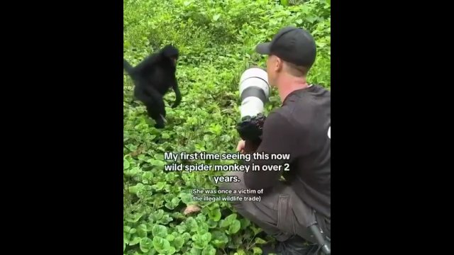 Małpka rozpoznaje człowieka, który uwolnił ją z targu dzikich zwierząt 2 lata temu [WIDEO]