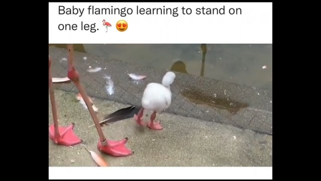 Mały flaming uczy się stania na jednej nodze
