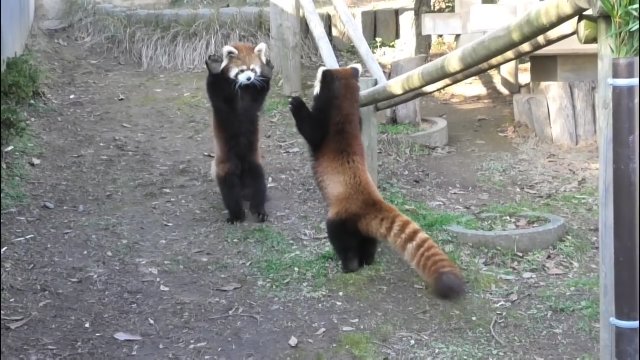 Agresywne pandy czerwone w akcji [WIDEO]