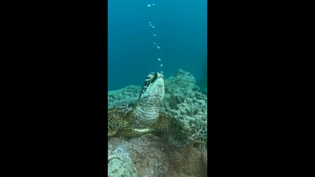 Żółw morski drzemie pod wodą