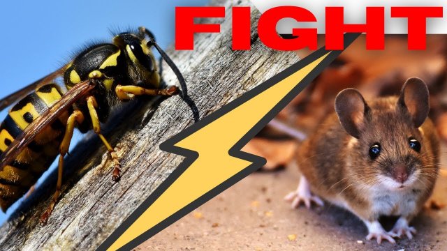 szerszeń vs mysz / hornet vs mouse