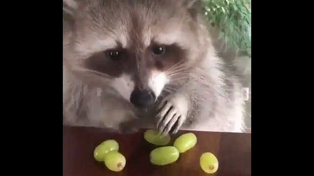 Nie dotykaj moich winogron!