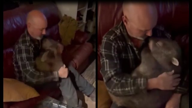 Wombat co wieczór wraca do domu, aby zasnąć na ramionach swojego "tatusia" [WIDEO]