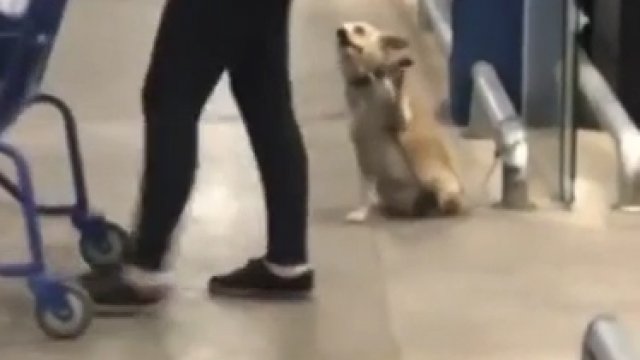 Pies macha na pożegnanie ludziom wychodzącym ze sklepu