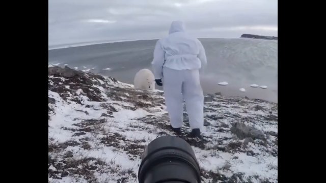 Fotograf próbował przegonić niedźwiedzia polarnego, który wszedł mu w kadr
