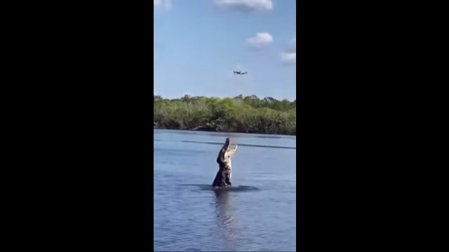 Aligatory też nie lubią dronów brzęczących im nad głowami.