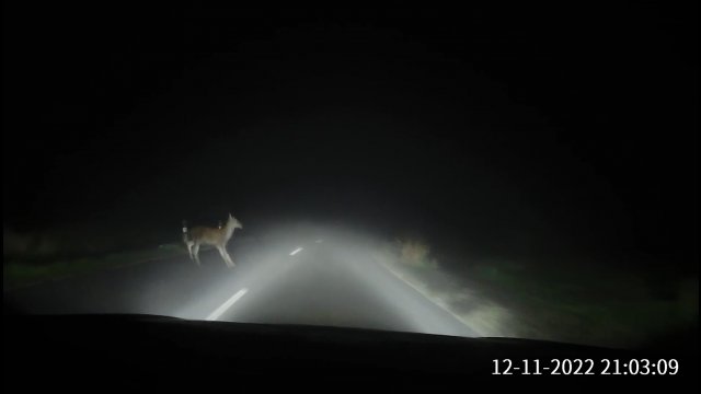Jeleń wbiegł pod jadący samochód. Na szczęście kierowca wykazał się refleksem