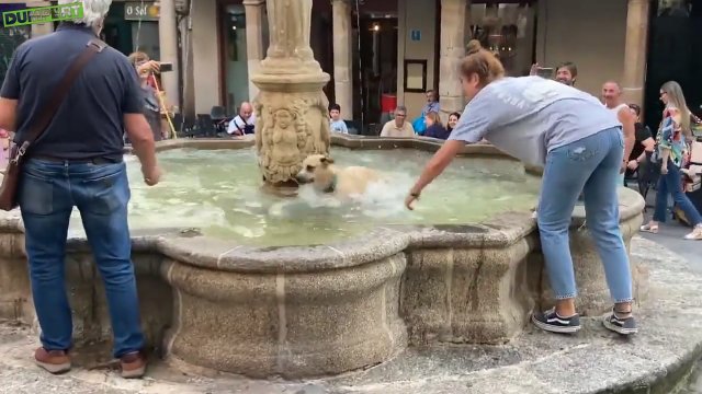 Pies zauważył fontannę i postanawia zrobić z niej prywatny basen