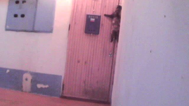 Kot dzwoni dzwonkiem do drzwi aby go wpuścić