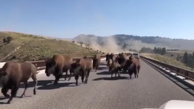 Stado bizonów otoczyło turystów na drodze do Parku Narodowego Yellowstone