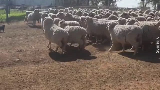 Jak pies pasterski ustawia owce w szeregu