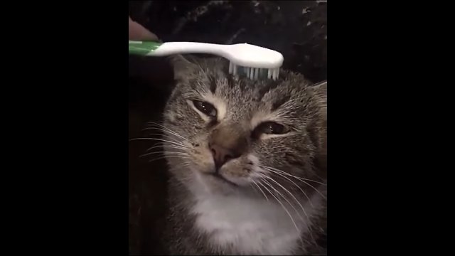 Reakcja kota na głaskanie za pomocą szczoteczki do zębów