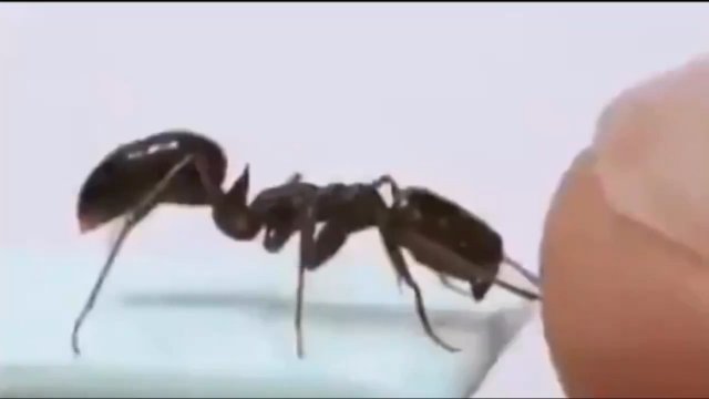 Mrówka zaatakowała ludzki palec. Tak dowiedziała się o trzeciej zasadzie dynamiki Newtona [WIDEO]