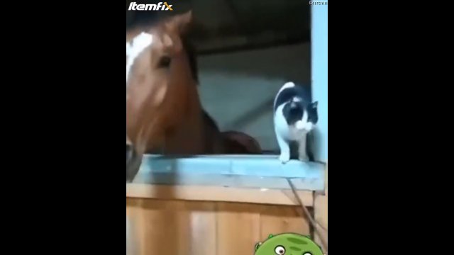 Koń złapał zębami kota i wyrzucił go na bok