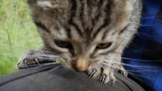 Mały kot skazany na śmierć. Uratowany przez pracowników Zakładu usług leśnych
