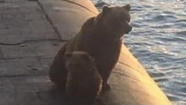 Niedźwiedzica i młode wdrapały się na okręt podwodny. Zastrzelono je