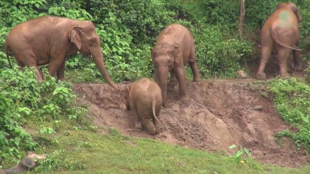 Starsze słonie pomogły wspiąć się młodemu, który przypadkowo spadł ze skarpy [WIDEO]