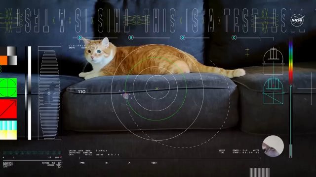 NASA wysyła filmik z kotem w kosmos. To historyczne nagranie!
