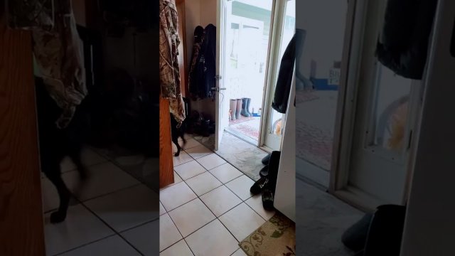 Sprytny pies sam otwiera i zamyka drzwi po spacerze