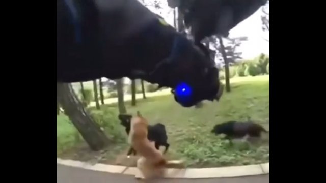 Pies próbował bronić swojego właściciela przed innymi agresywnymi psami