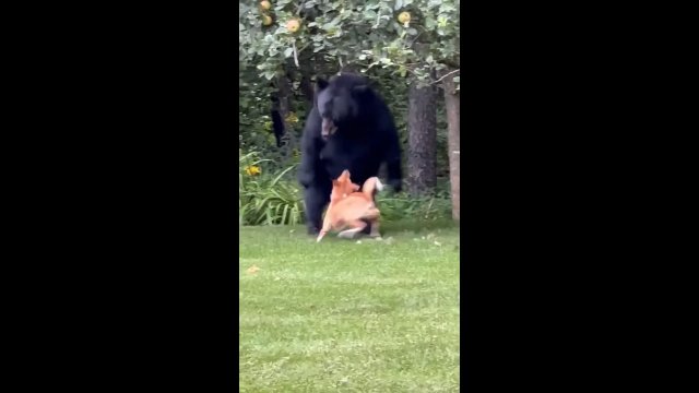Pies rzucił się z zębami na niedźwiedzia, a właściciel wszystko nagrał!
