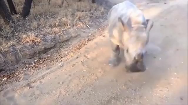 Nosorożec po prostu chce być kozą