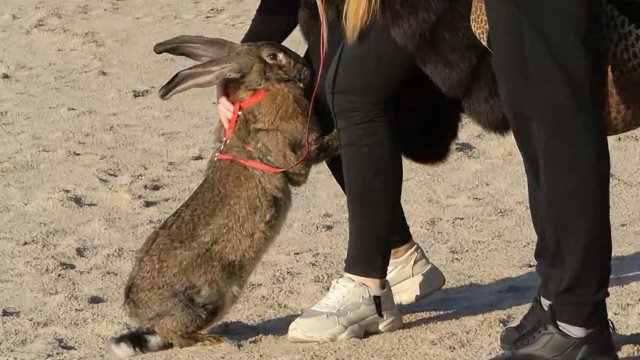 Ogromny królik na plaży - Orzechowo