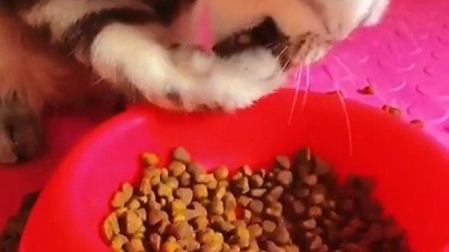 Kot tak głodny że wpycha sobie jedzenie do mordki