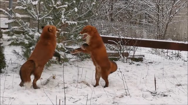 Reakcja lisów na pierwszy śnieg