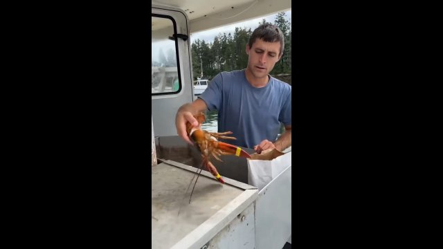 Poradnik jak uśpić homara [WIDEO]