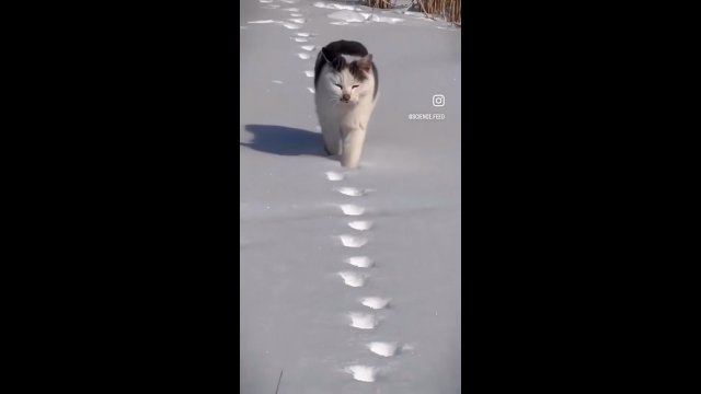 Kotek wraca po wcześniej wydeptanych śladach w śniegu. Nawet nie patrzy pod swoje łapki
