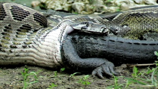 Wąż zjada aligatora