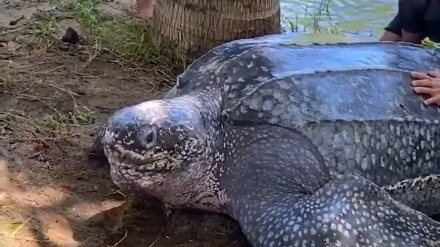Ratowanie 600 funtowego żółwia z jeziora