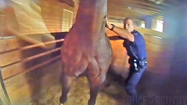 Policjanci ratują przestraszonego konia z płonącego rancza