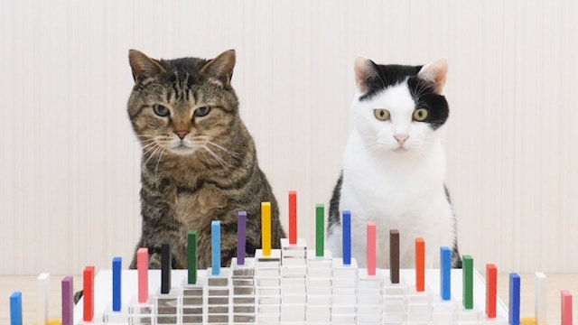 Koty i domino