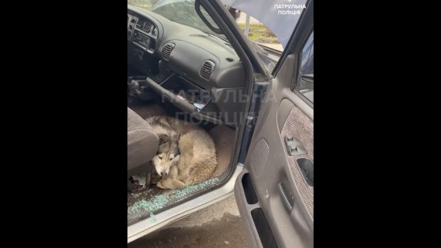 Husky, który pozostał w samochodzie właściciela, który najwyraźniej już nie żyje