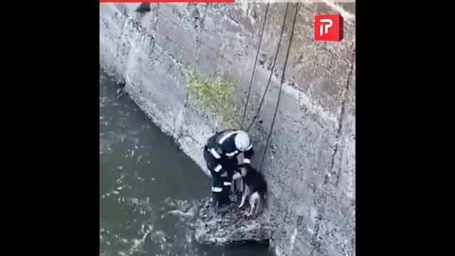 Odwaga ratownika pozwoliła uratować psa, który utknął w kanale