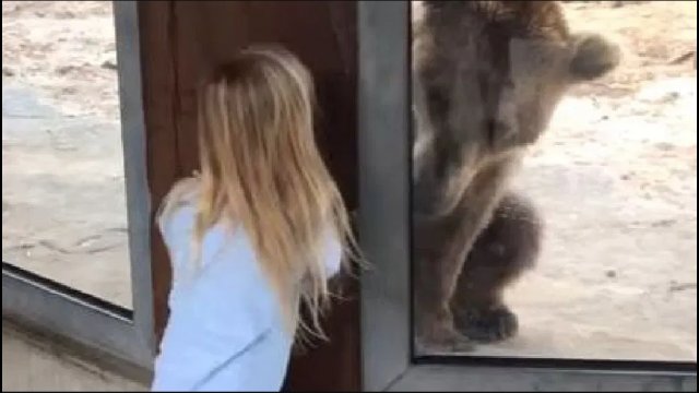 Dziewczynka bawiła się w chowanego z niedźwiedziem [WIDEO]