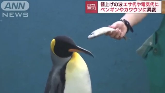Pingwiny w Japonii się buntują. Nie chcą jeść tanich ryb